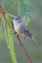 Northern Beardless-Tyrannulet